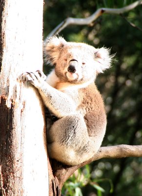 Koala S001.jpg