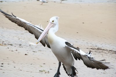 Pelican S005.jpg