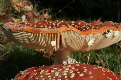 Red Toadstools 007.jpg