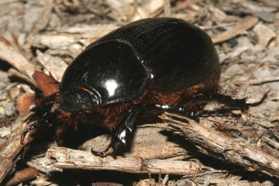 Black Beetle 260108 S002.jpg