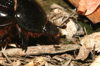 Black Beetle 260108 S003.jpg