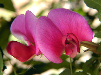 Perpetual Sweet Pea