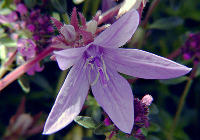 Campanula & Thyme