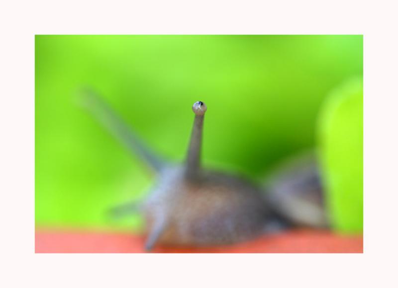 in a snails eye