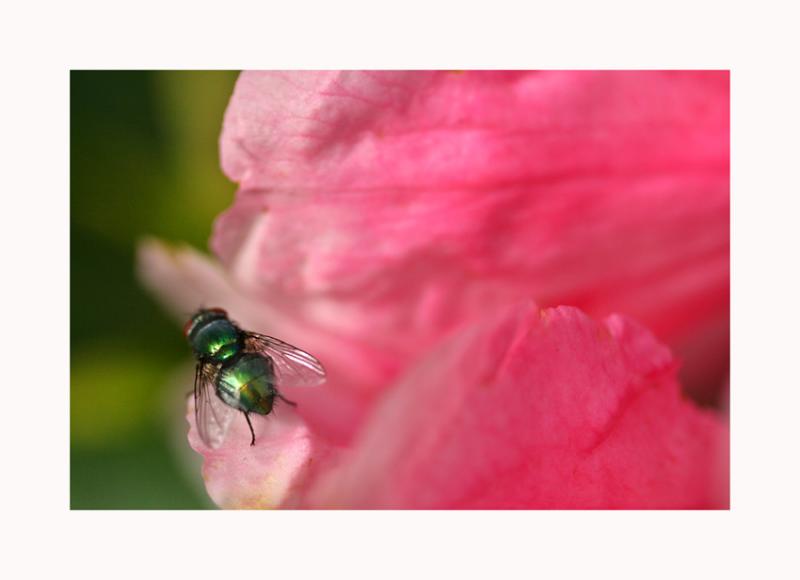 green bottle