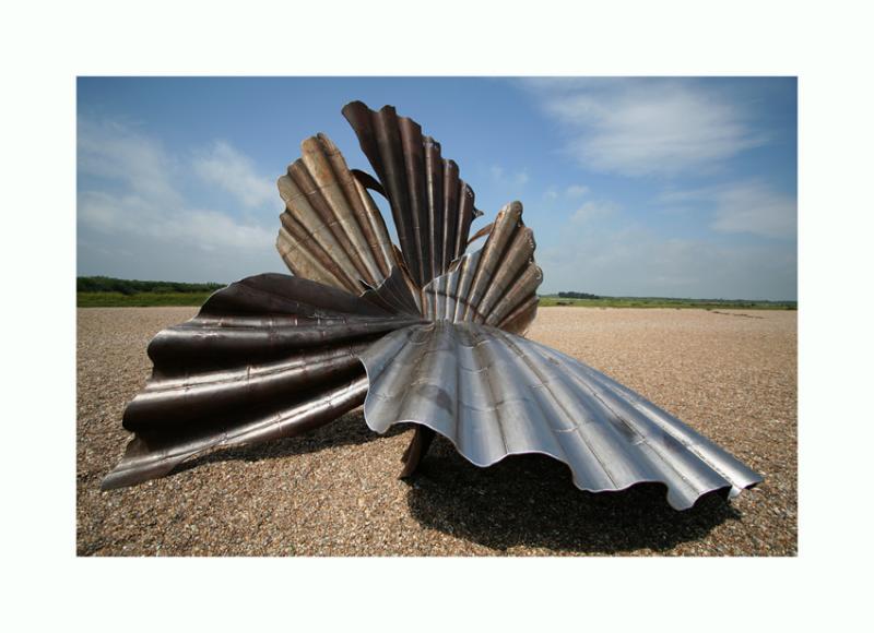 the clam