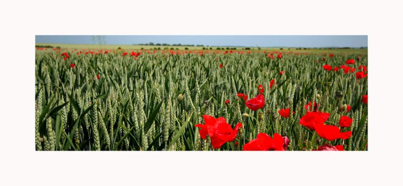 where have all the poppies gone.......