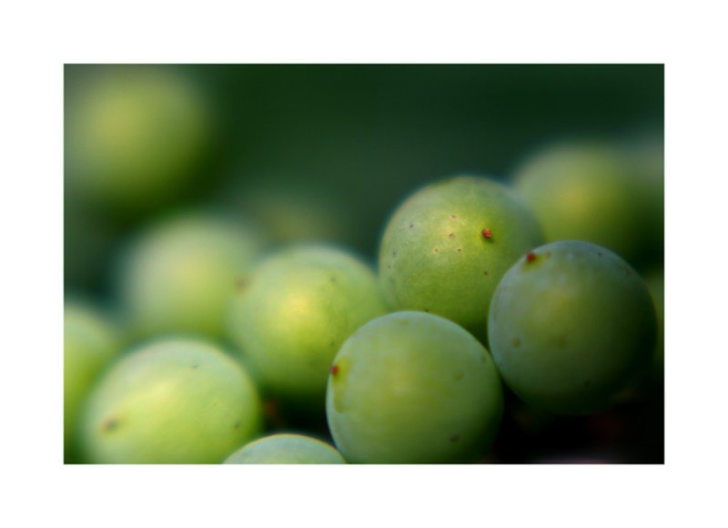 a bumper crop
