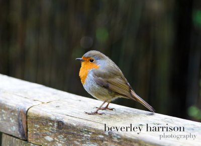 The cream tea robin