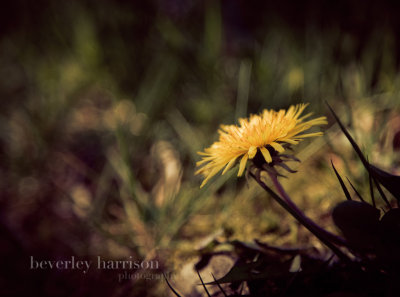 Just a weed trying to be pretty...