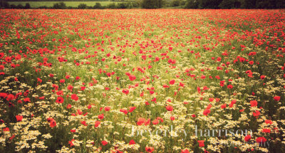 poppies....with a sprinkling of daisies...