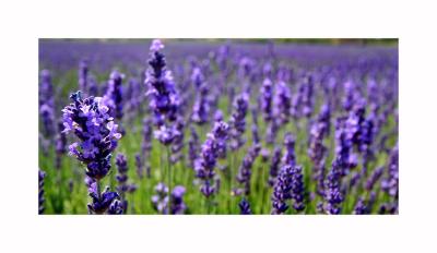 heavenly lavender