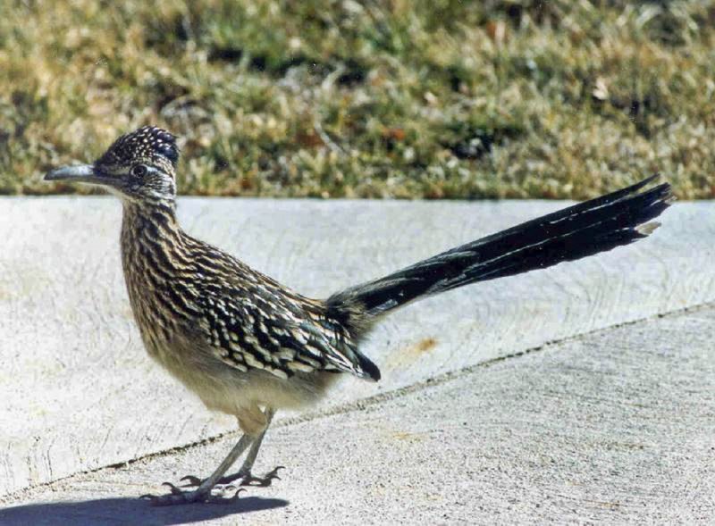 Roadrunner