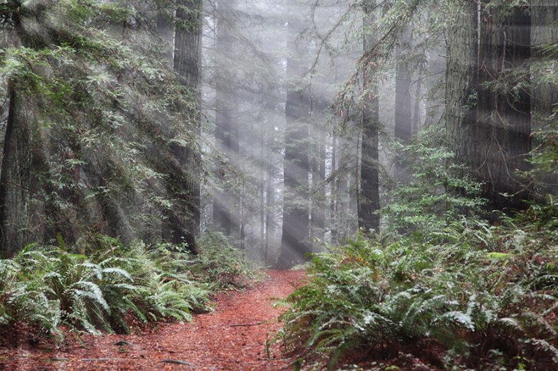 Enchanted Forest