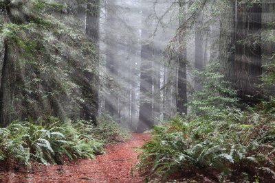 Enchanted Forest