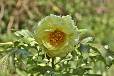 Dahlia
