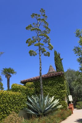 Century Plant  in HDR