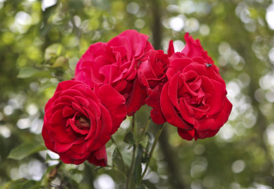 Six-Pack of Roses