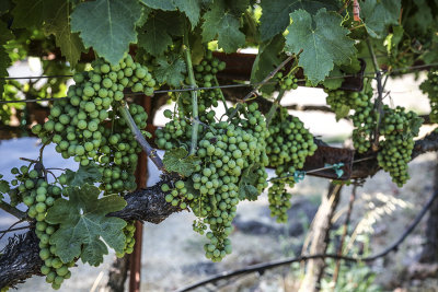 July Grapes