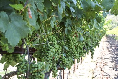 Soon to be Wine