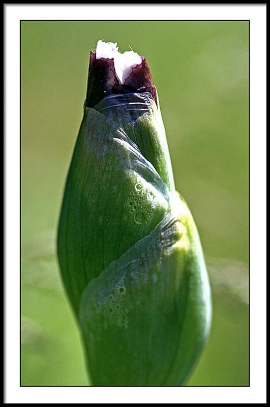 may 20 first iris