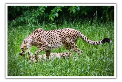 may 29 cheetah