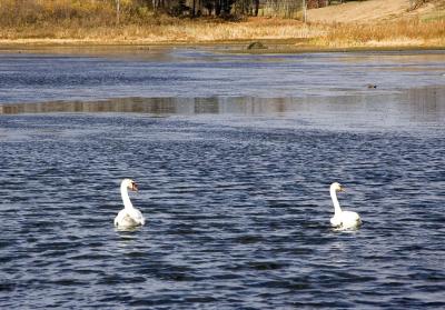 nov 10 two swans