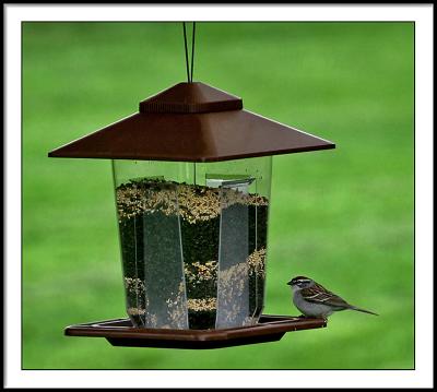 g4/25/544525/3/59724300.may5firstbird.jpg