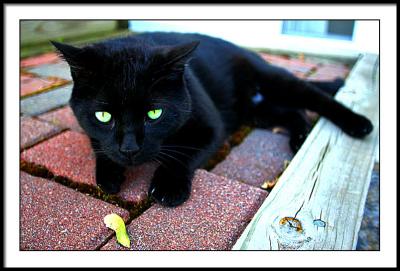 may 20 neighbor cat