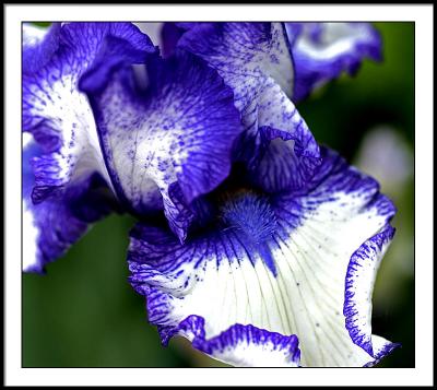 may 28 iris blue