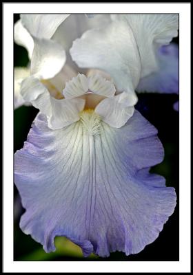may 31 blue iris