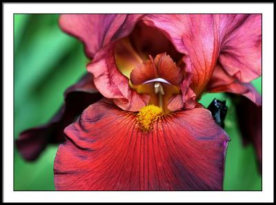 may 31 dark iris