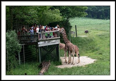june 7 giraffe stand