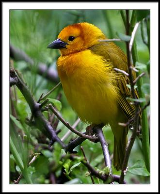 june 7 yellow bird