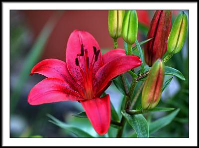 june 11 red lilly