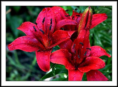 june 17 wet lily