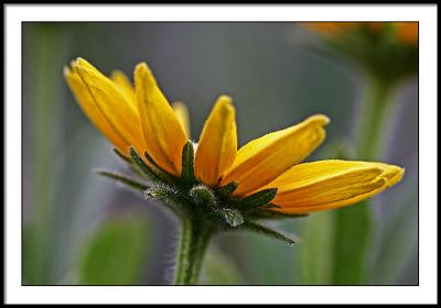 june 19 rubeckia