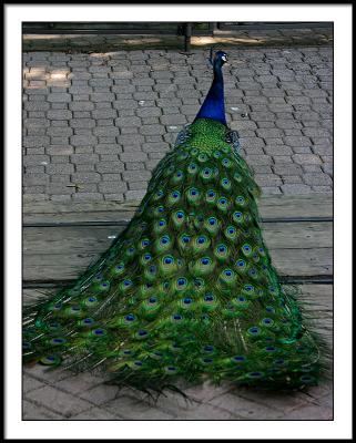 june 24 peacock