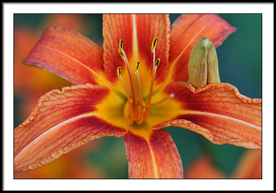july 5 more lily