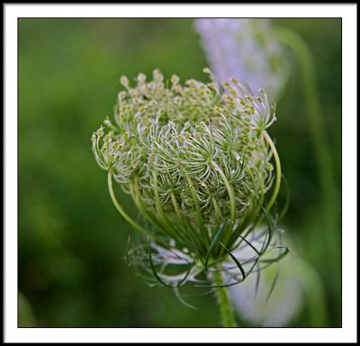 july 17 queen anne's lace