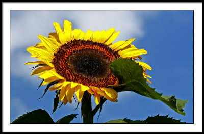 aug 2 sunflower