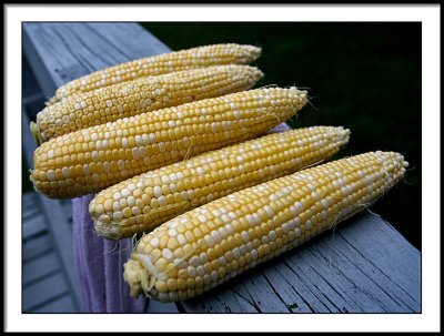 aug 3 corn