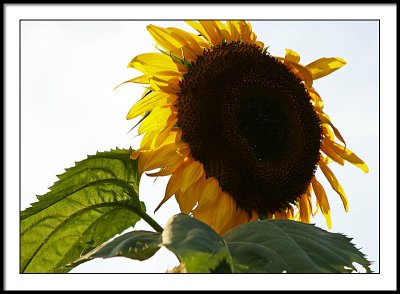 aug 4 sunflower