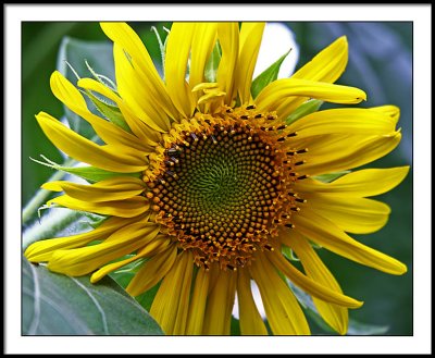 aug 17 new sunflower
