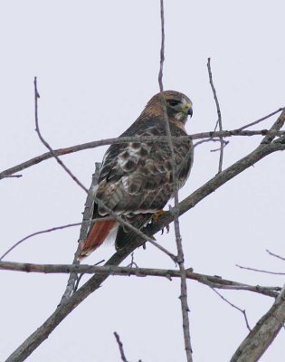 ontario_birds