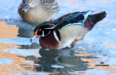 Wood Duck (3)