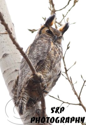 Great Horned Owl