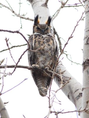 Great Horned Owl