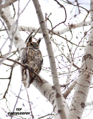 Great Horned Owl