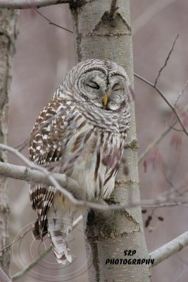 Barred Owl